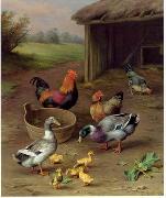 unknow artist, poultry  147